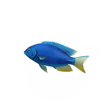 Neon Damselfish