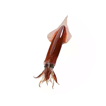 Mitre Squid