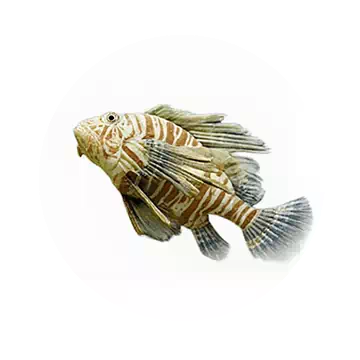 Lionfish
