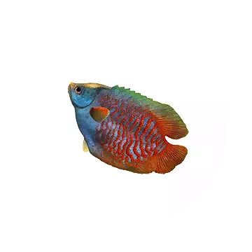 Rainbowfish
