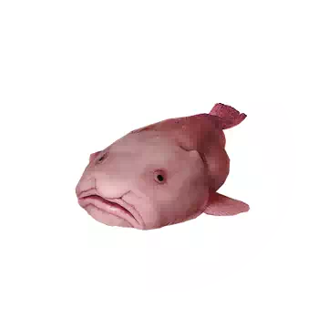 Blobfish