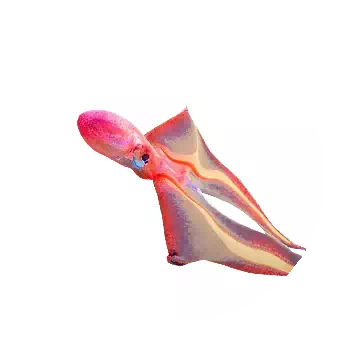 Blanket Octopus
