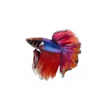 Betta