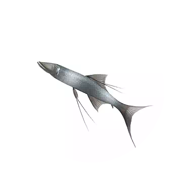 Tripod Fish