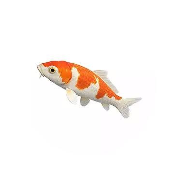 Koi