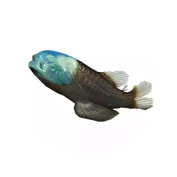 Barreleye
