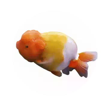 Ranchu