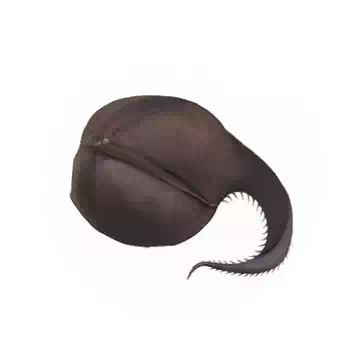 Pelican Eel