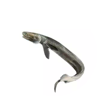 Frilled Shark