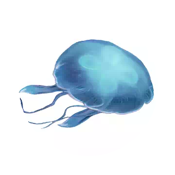 Moon Jelly