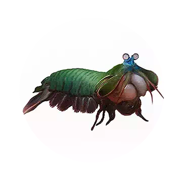 Mantis Shrimp