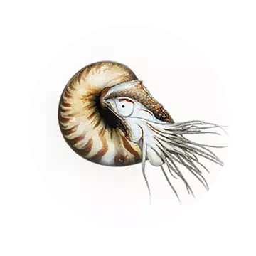 Nautilus