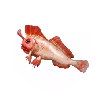 Red Handfish