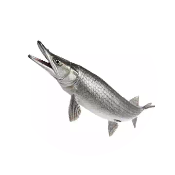 Gar