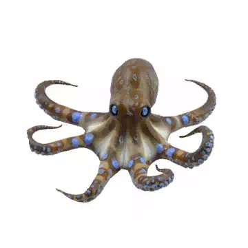 Blue-ringed Octopus