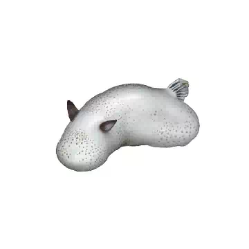 Sea Bunny