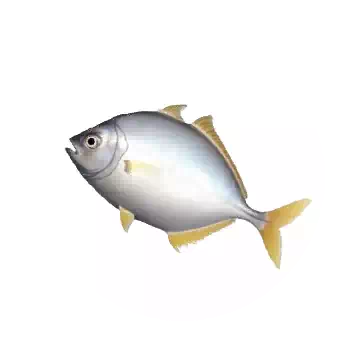 Whitefin Trevally