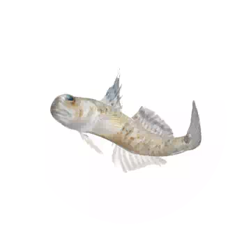 Mudskipper