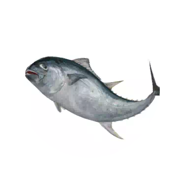 Tuna