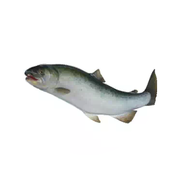Salmon
