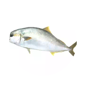 Amberjack