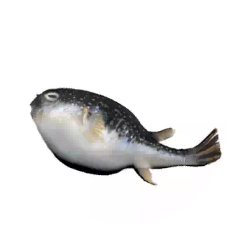Swellfish