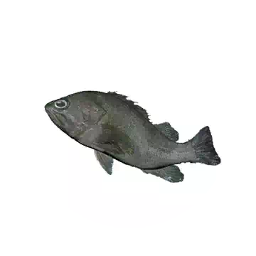 Rockfish