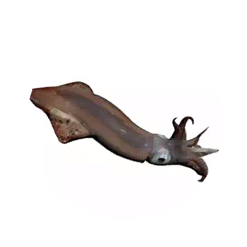 Squid