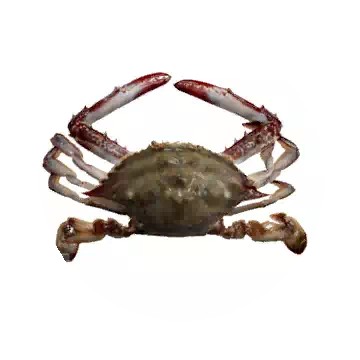 Crab