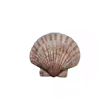 Shellfish