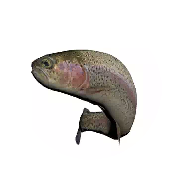 Trout