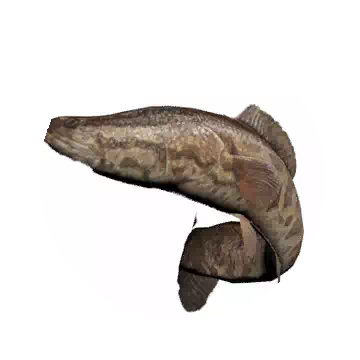 Snakehead