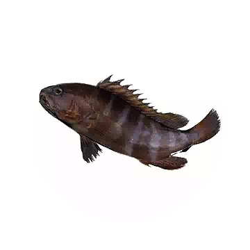Cuvier
