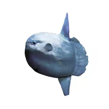 Sunfish