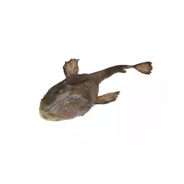 Angler