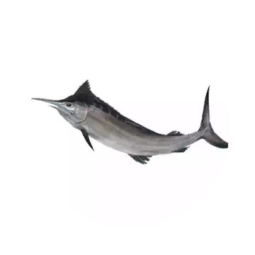Swordfish