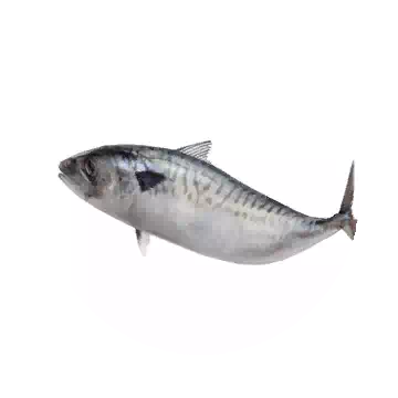 Mackerel
