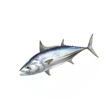 Skipjack