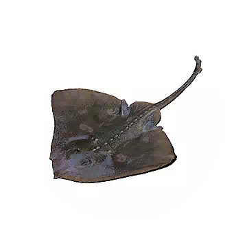 Ray