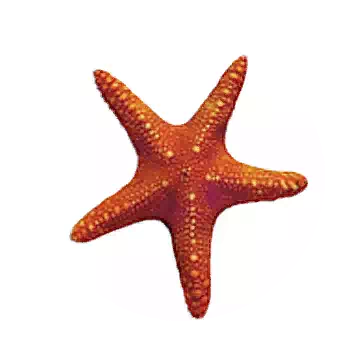 Starfish