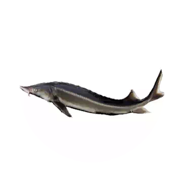 Sturgeon