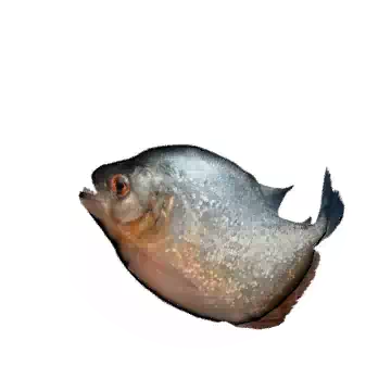 Piranha