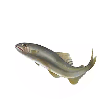 Sweetfish