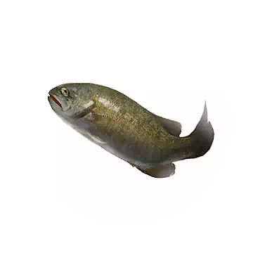 Bass