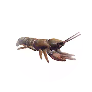 Crawfish