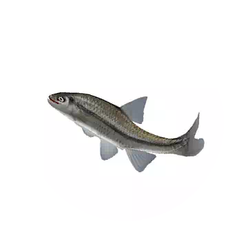 Dace