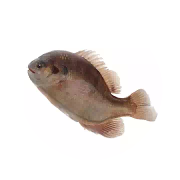 Bluegill