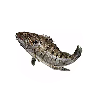 Perch