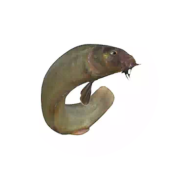 Mudfish