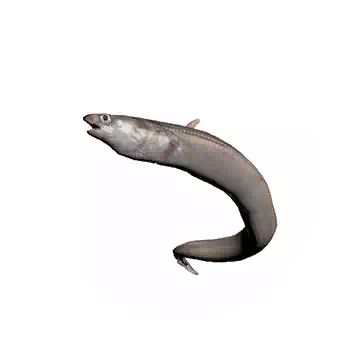 Sea Eel